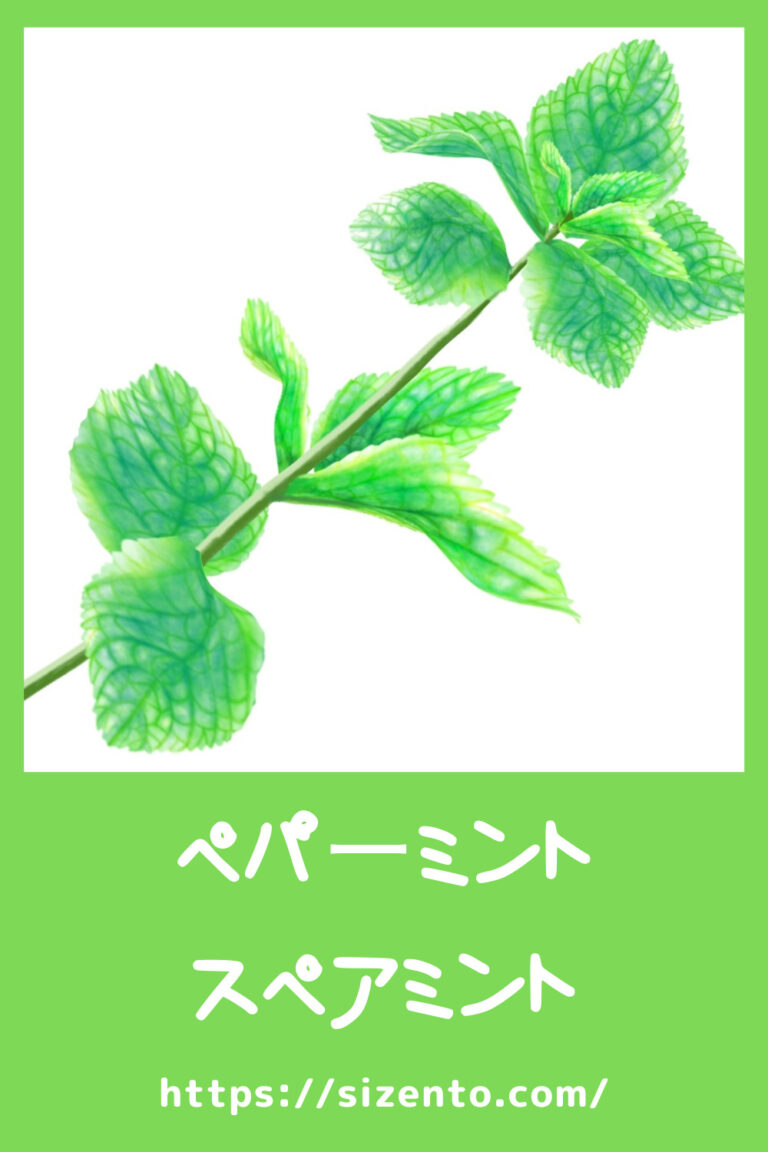ハーブ:ペパーミント/スペアミント SIZENTO